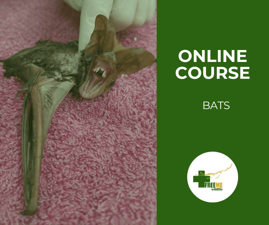 Bats - A Care Guide