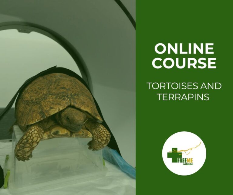 Tortoises and Terrapins – A Care Guide - FreeMe Wildlife