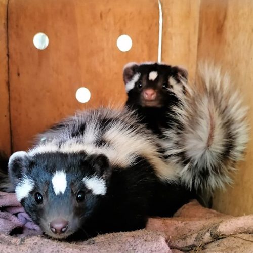 freeme - mammals - skunks