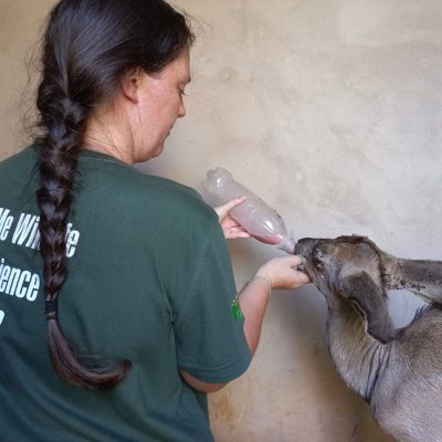 Student bottle feeding an antelope